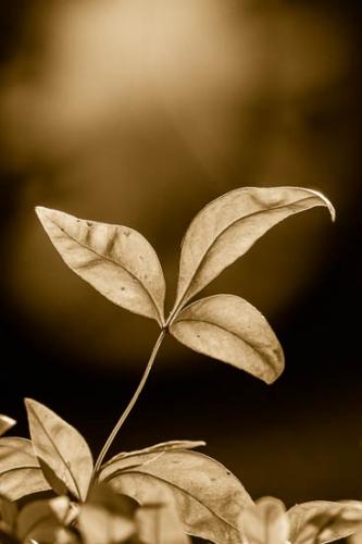 Black and White;Close-up;Flowers & Plants;Foliage;Healing;Health care;Healthcare;Leaf;Leaves;Macro;Nature;Oneness;Pastoral;Pattern;Peaceful;Plant;Plants;Sepia;Shape;Sunlight;Sunlit;Sunshine;Veins;Wabi Sabi;botanical;botanicals;botany;calm;flora;restful;serene;soothing;tranquil;vegetation;zen